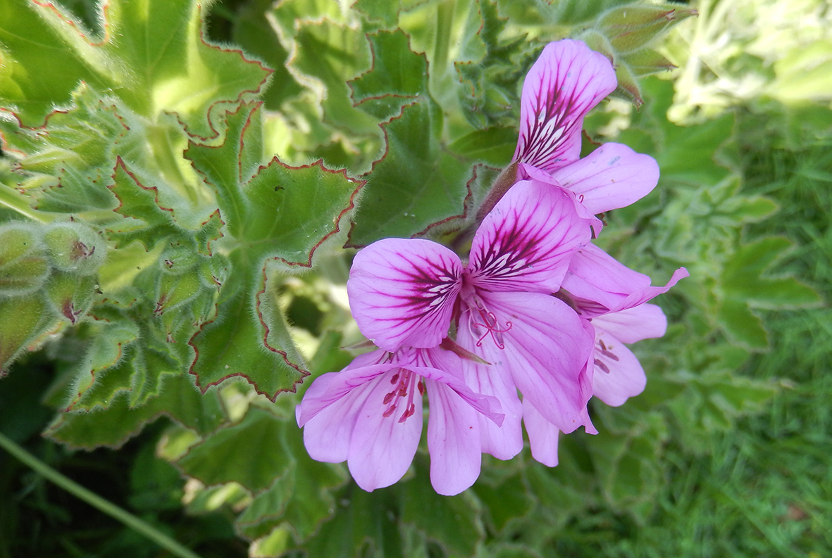 Click the image for a view of: Pelargonium flower. September 2015.